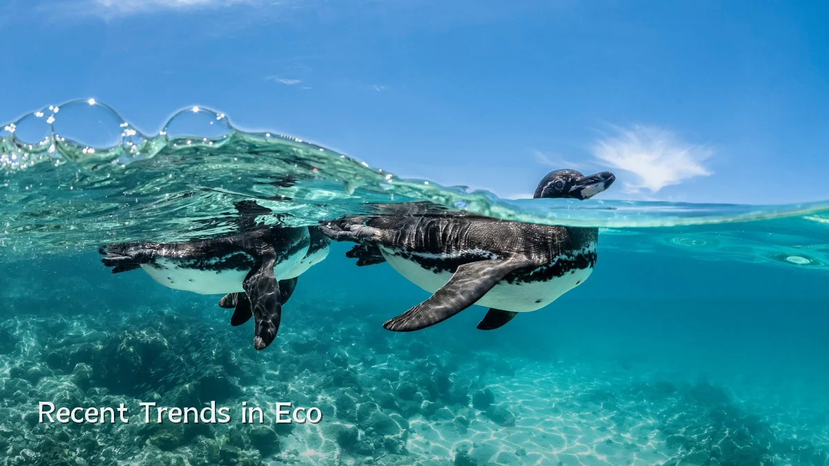 Recent Trends in Eco