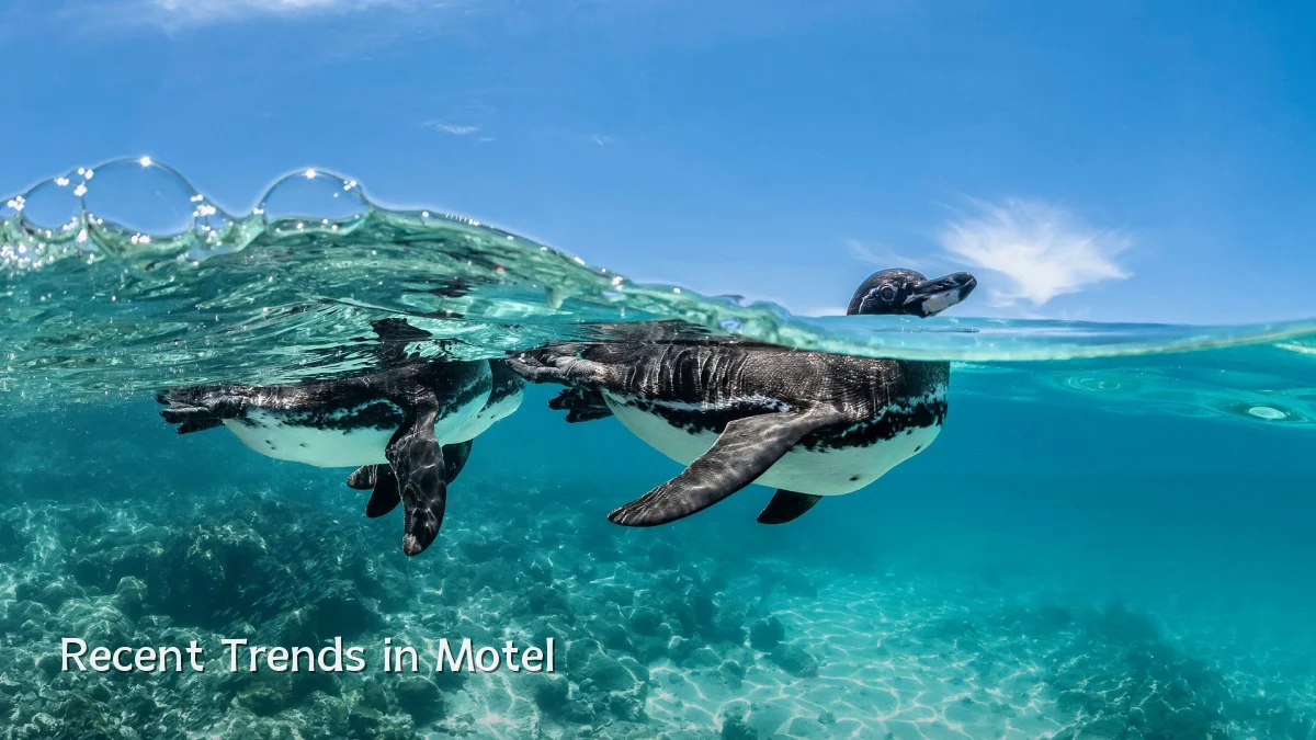 Recent Trends in Motel