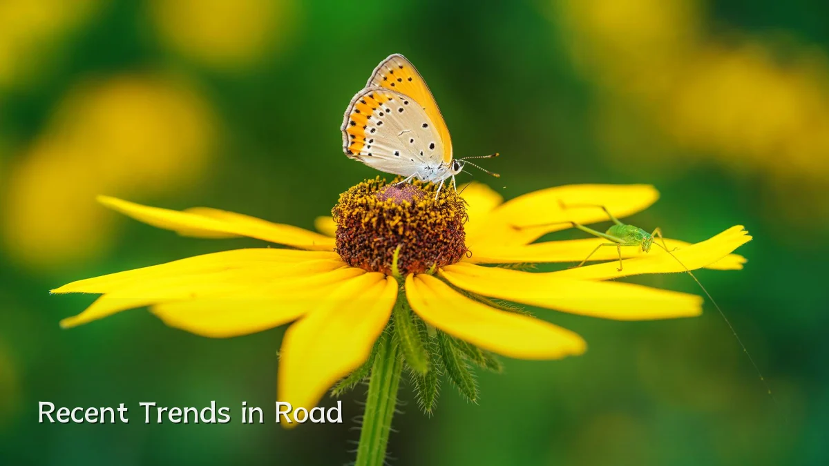 Recent Trends in Road